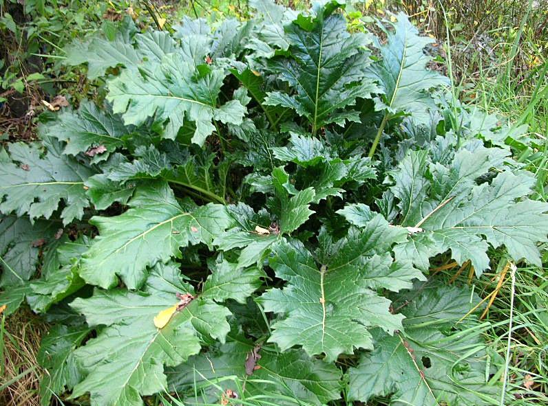 Acanthus mollis / Acanto comune, Branca orsina, Brancalupo